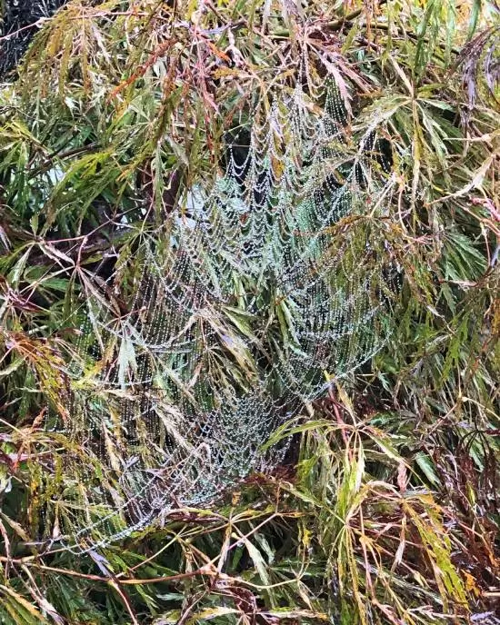 Spider Web